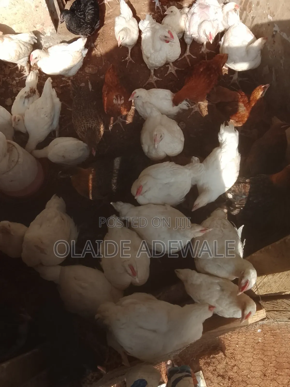 Olasco and Nobles Farms