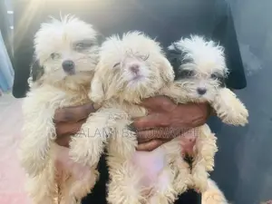 1-3 months Male Purebred Lhasa Apso