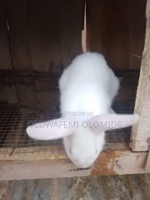 Pure Male New Zealand Rabbit