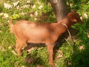 Female Goats for Sale