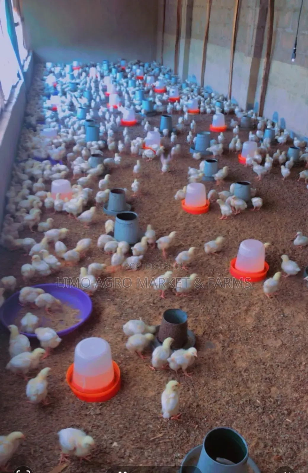 Brooded Broilers Chicken 2 Weeks