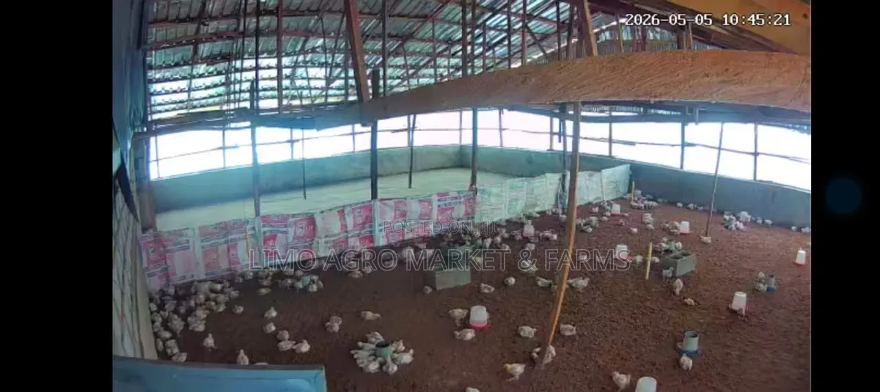 Brooded Broilers Chicken 2 Weeks