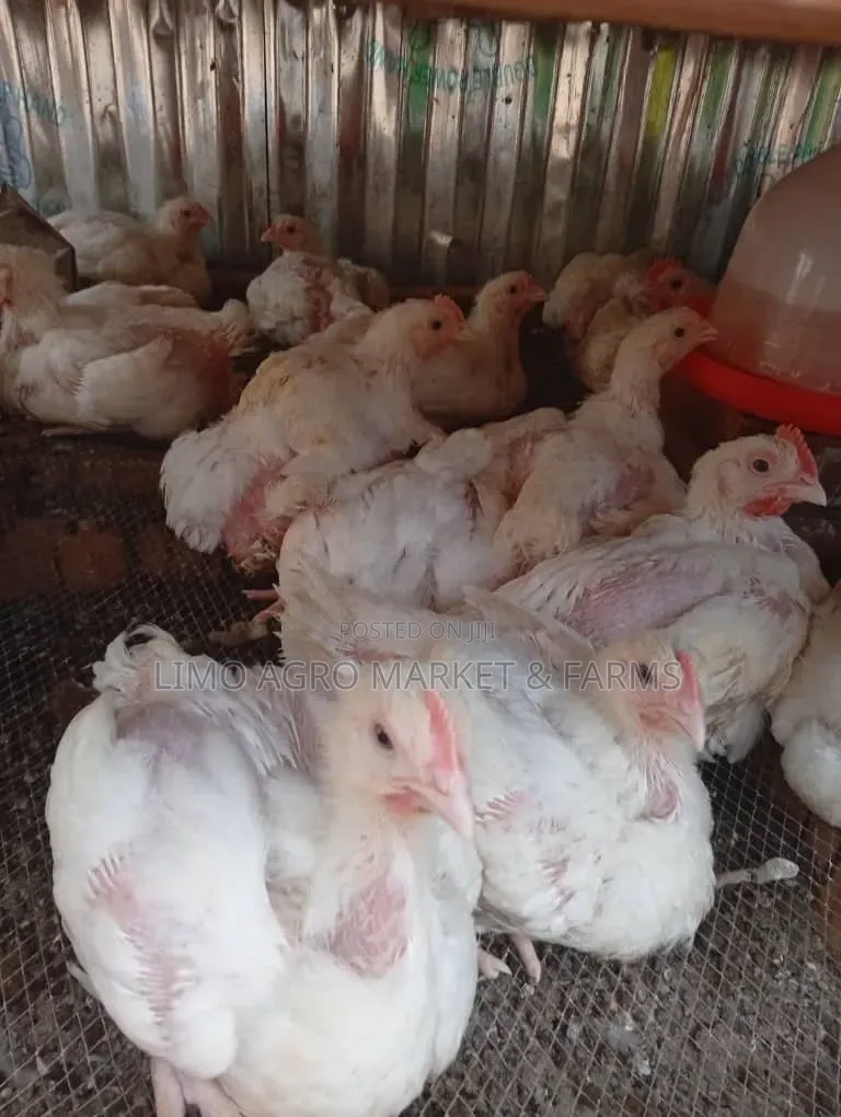 Brooded Broilers Chicken 2 Weeks