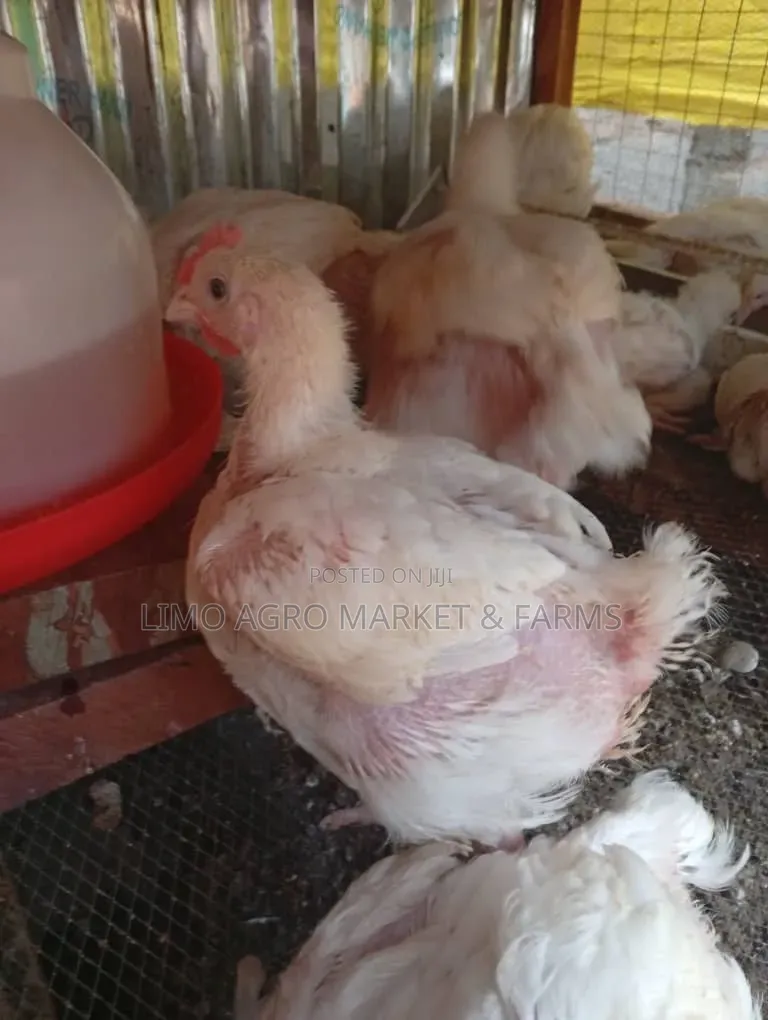 Brooded Broilers Chicken 2 Weeks