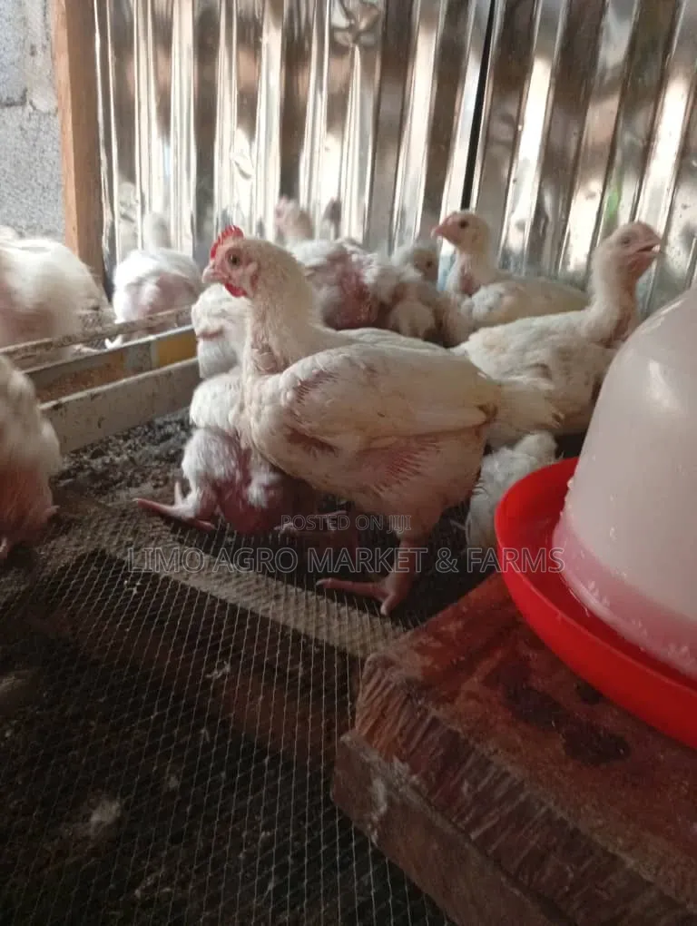 Brooded Broilers Chicken 2 Weeks