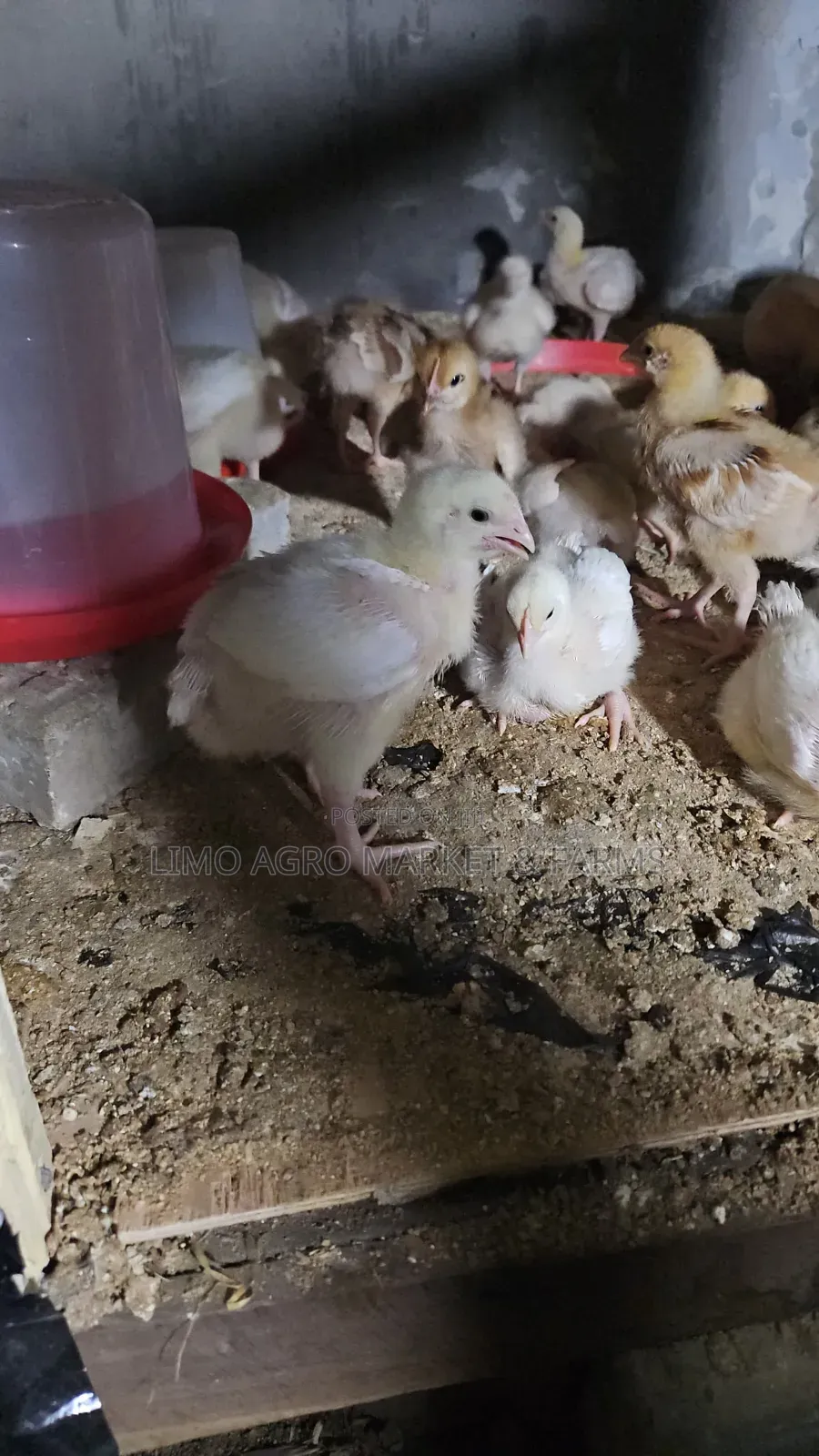 Brooded Broilers Chicken 2 Weeks