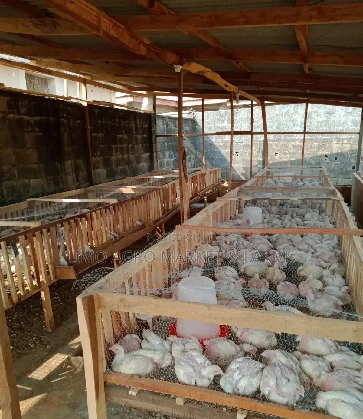 Brooded Broilers Chicken 2 Weeks