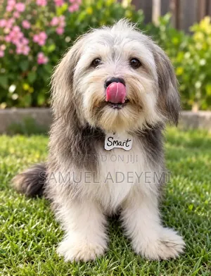 1-3 months Female Purebred Lhasa Apso