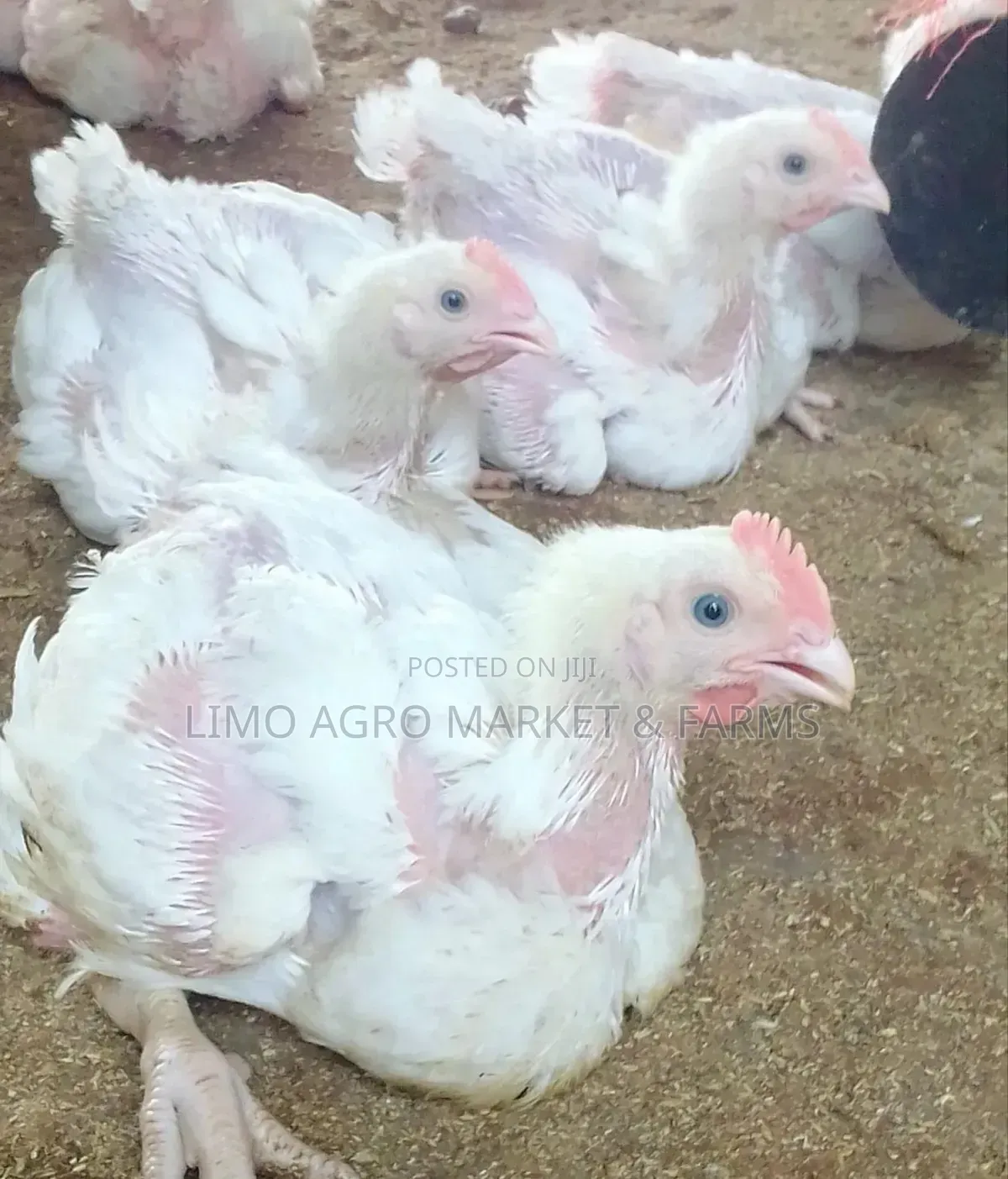 Brooded Broilers Chicken 2 Weeks