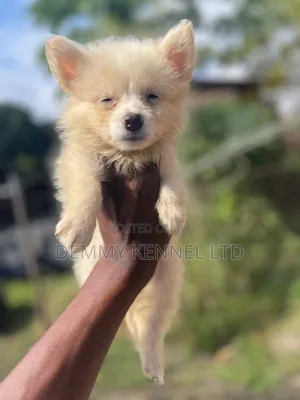 1-3 months Male Purebred American Eskimo