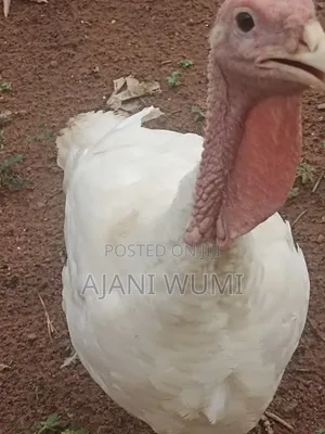 Turkeys of Different Sizes for Sale