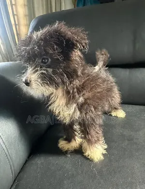 1-3 months Female Mixed Breed Lhasa Apso