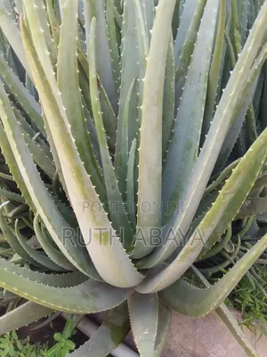 Aloe Vera Plant