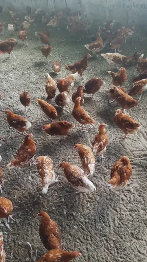 Points of Cage (500 Birds)