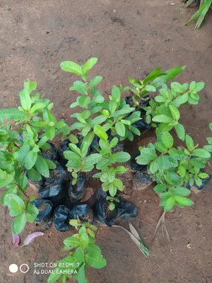 Improved Fruit Tree Seedlings Wholesale & Retail