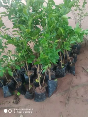 Improved Fruit Tree Seedlings Wholesale & Retail