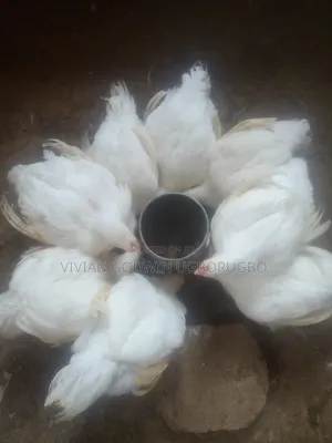Matured Broilers