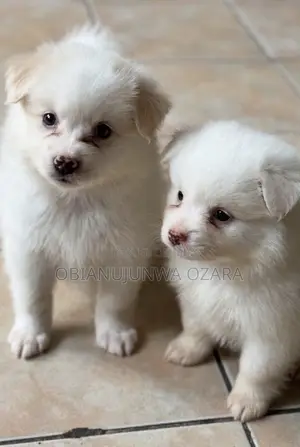 1-3 months Male Purebred American Eskimo