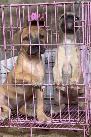 1-3 months Female Purebred Boerboel