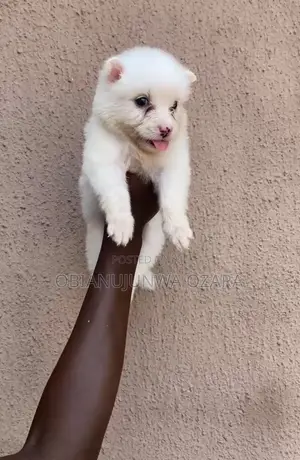 1-3 months Female Purebred American Eskimo