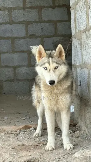 6-12 months Male Purebred Siberian Husky