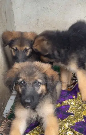 1-3 months Female Purebred German Shepherd