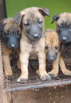 1-3 months Female Purebred Belgian Malinois