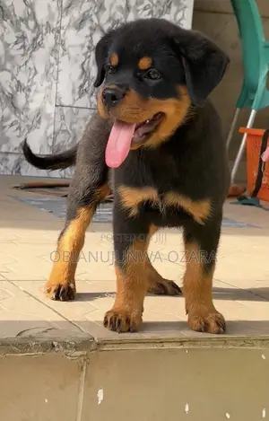 1-3 months Female Purebred Rottweiler