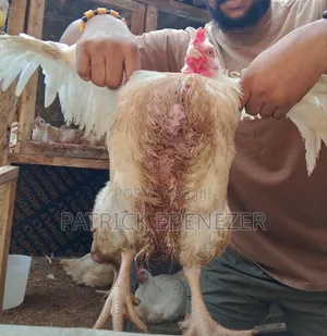 Chicken /Broilers