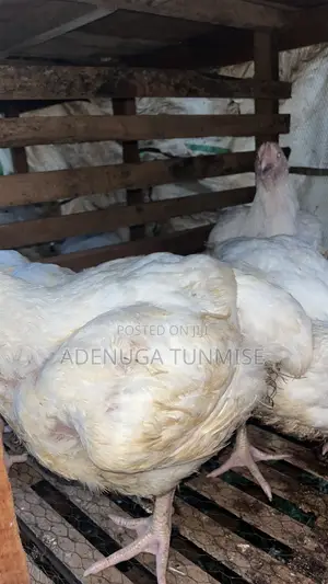 Chicken Vendor in Ijebu Igbo , Ogun State.