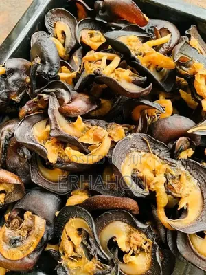 Dry Fish and Dry Snail