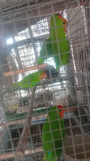 Well Healthy Love Birds