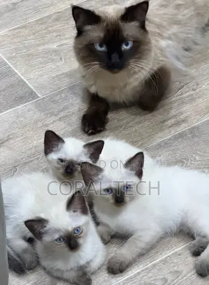 1-3 months Male Purebred Siamese