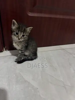 1-3 months Male Mixed Breed Cat