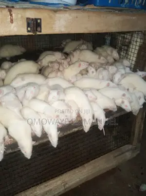 Albino Rats