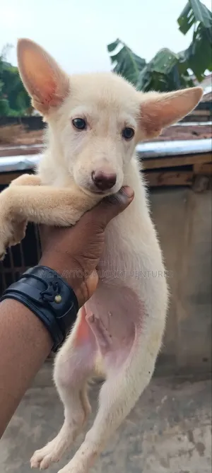 1-3 months Male Purebred German Shepherd