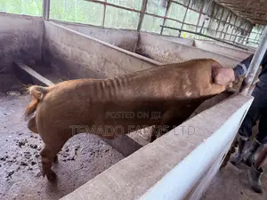 Various Breeds of Pigs for Sale