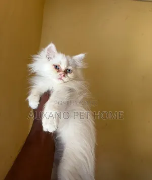 6-12 months Male Purebred Persian