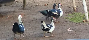 Ducks & Ducklings