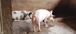 Large White Duruc Land Race Pigs for Outright Sale