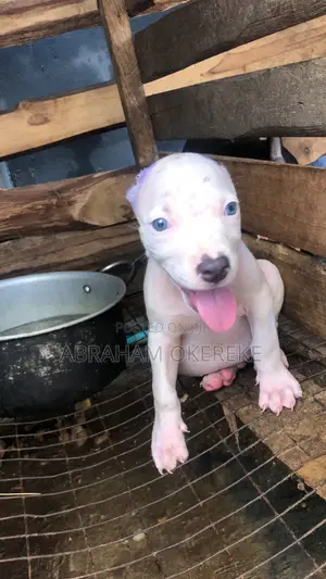 1-3 months Female Purebred American Pit Bull Terrier