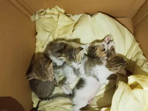 0-1 month Female Mixed Breed American Shorthair