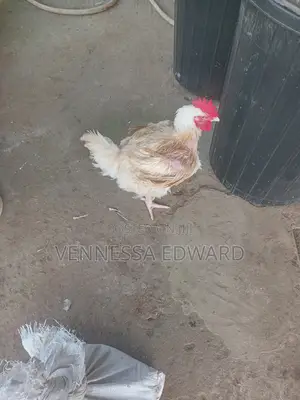 Matured Big Broilers for Christmas