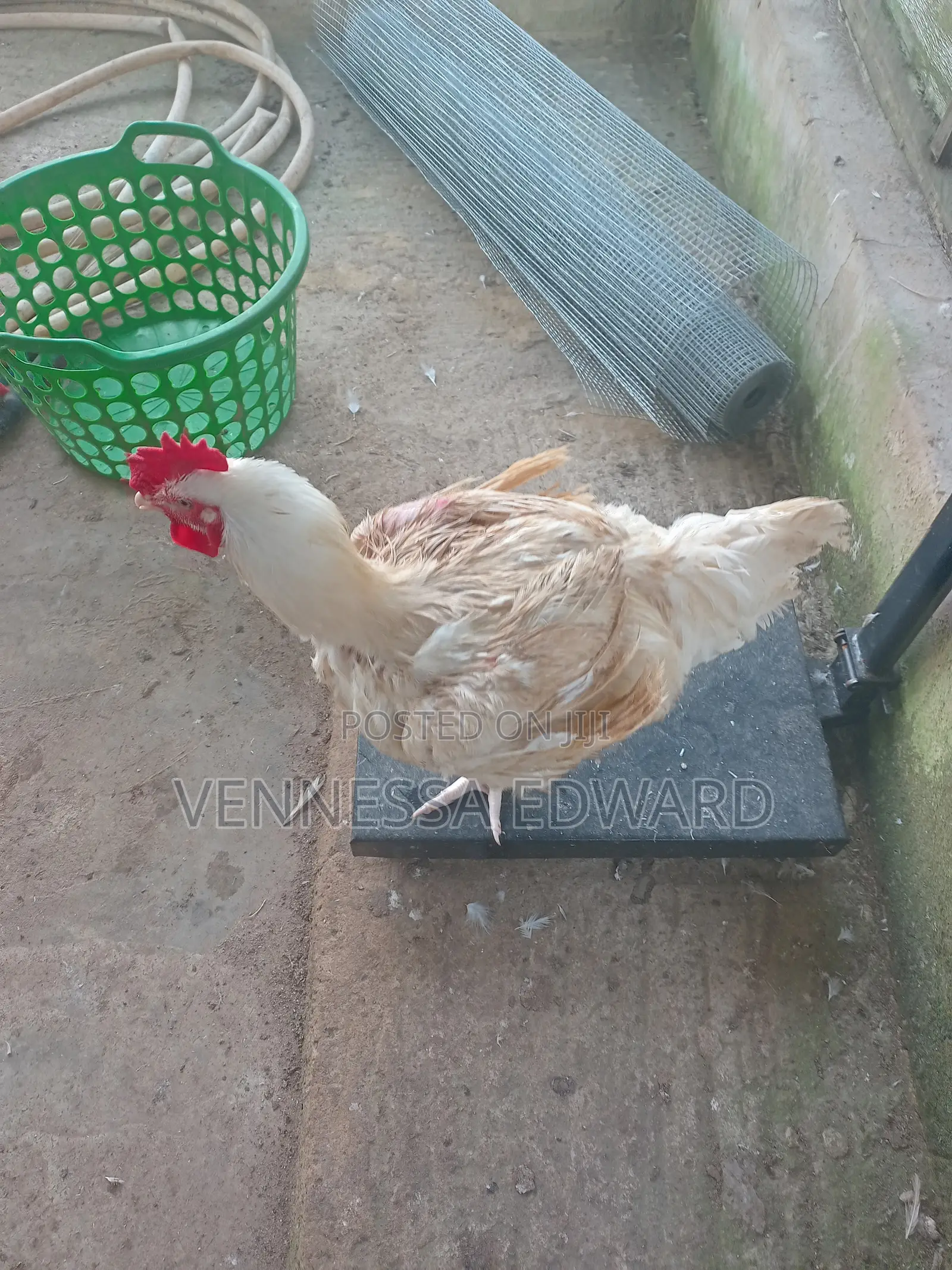 Matured Big Broilers for Christmas