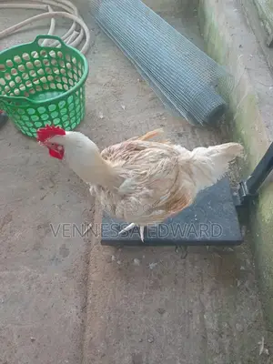 Matured Big Broilers for Christmas