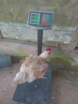 Matured Big Broilers for Christmas