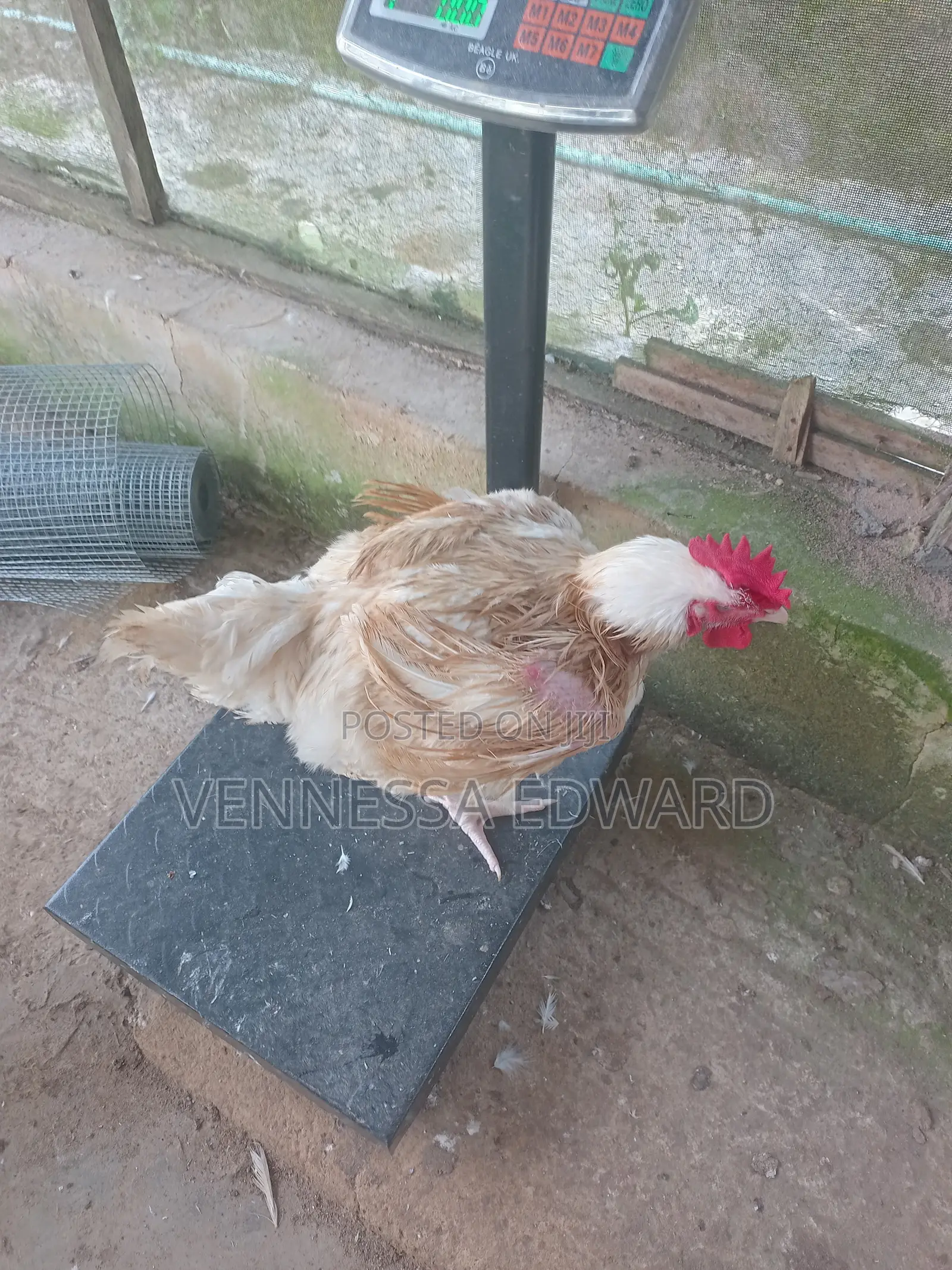 Matured Big Broilers for Christmas