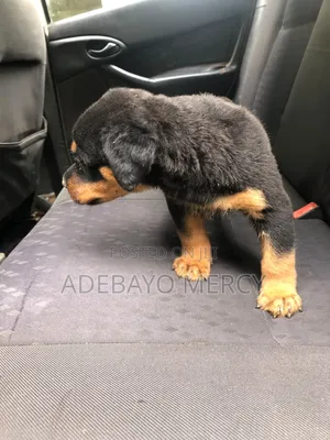 1-3 months Male Purebred Rottweiler