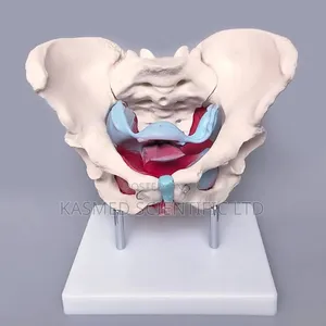 Nursing Female Pelvis With Pelvic Floor Muscle Manikin Medical Lab