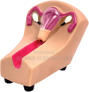 Nursing Anatomy Female Contraception Manikin Medical Lab